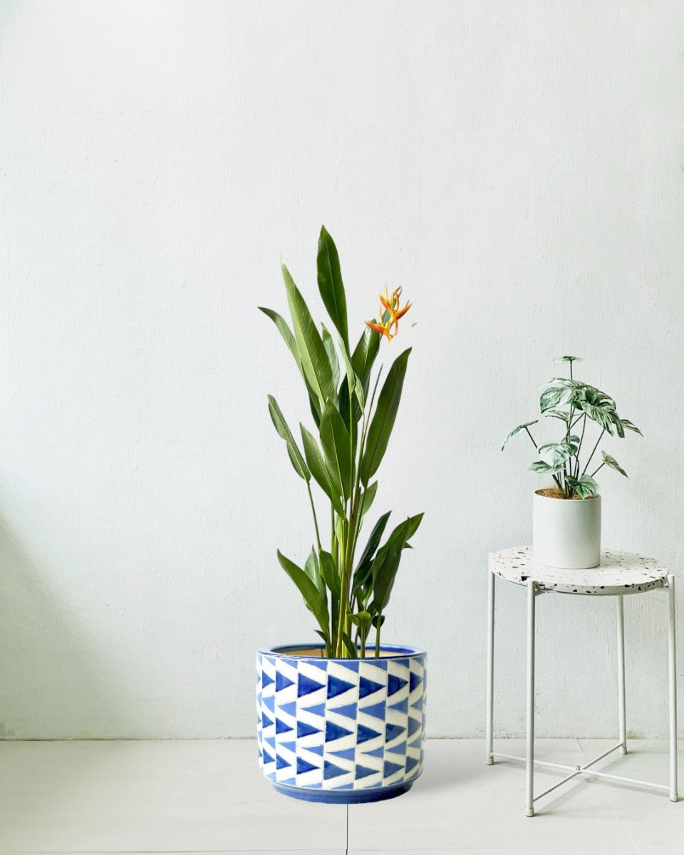Heliconia - grow pot - Potted plant - Tumbleweed Plants - Online Plant Delivery Singapore