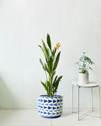 Heliconia - grow pot - Potted plant - Tumbleweed Plants - Online Plant Delivery Singapore