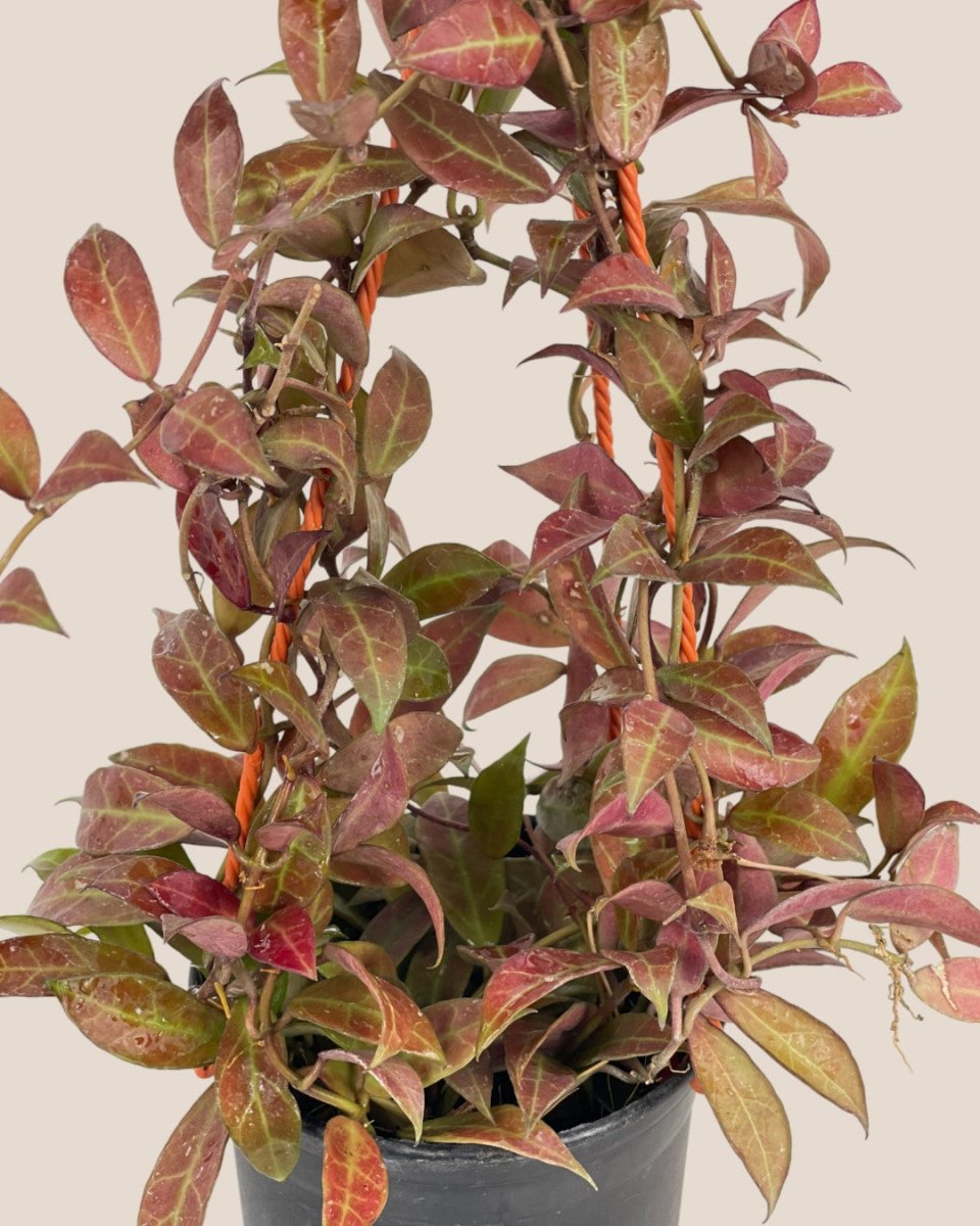 Hoya Sunrise Plant - medium egg pot - pink - Potted plant - Tumbleweed Plants - Online Plant Delivery Singapore