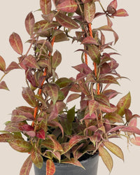 Hoya Sunrise Plant - medium egg pot - pink - Potted plant - Tumbleweed Plants - Online Plant Delivery Singapore