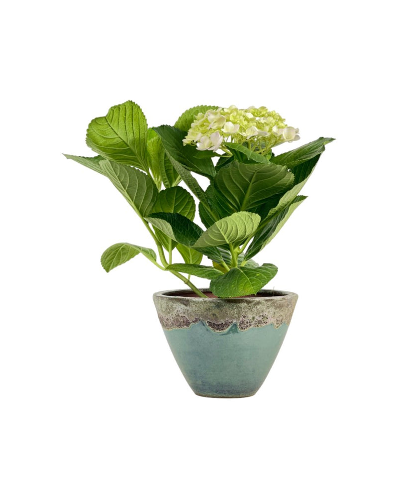 Hydrangea - jade sea cone planter - Potted plant - Tumbleweed Plants - Online Plant Delivery Singapore