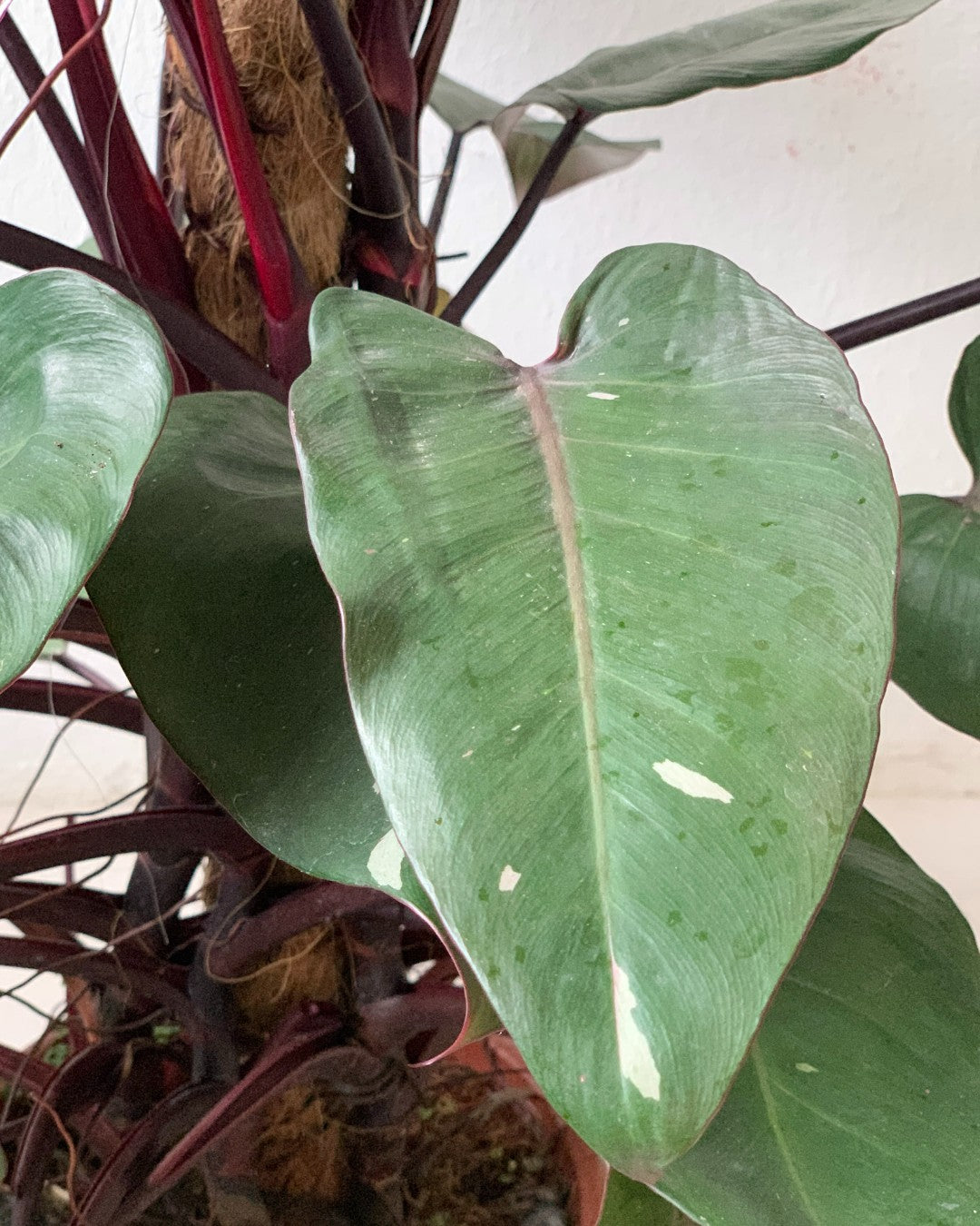 Philodendron Pink Princess (with coco stick)