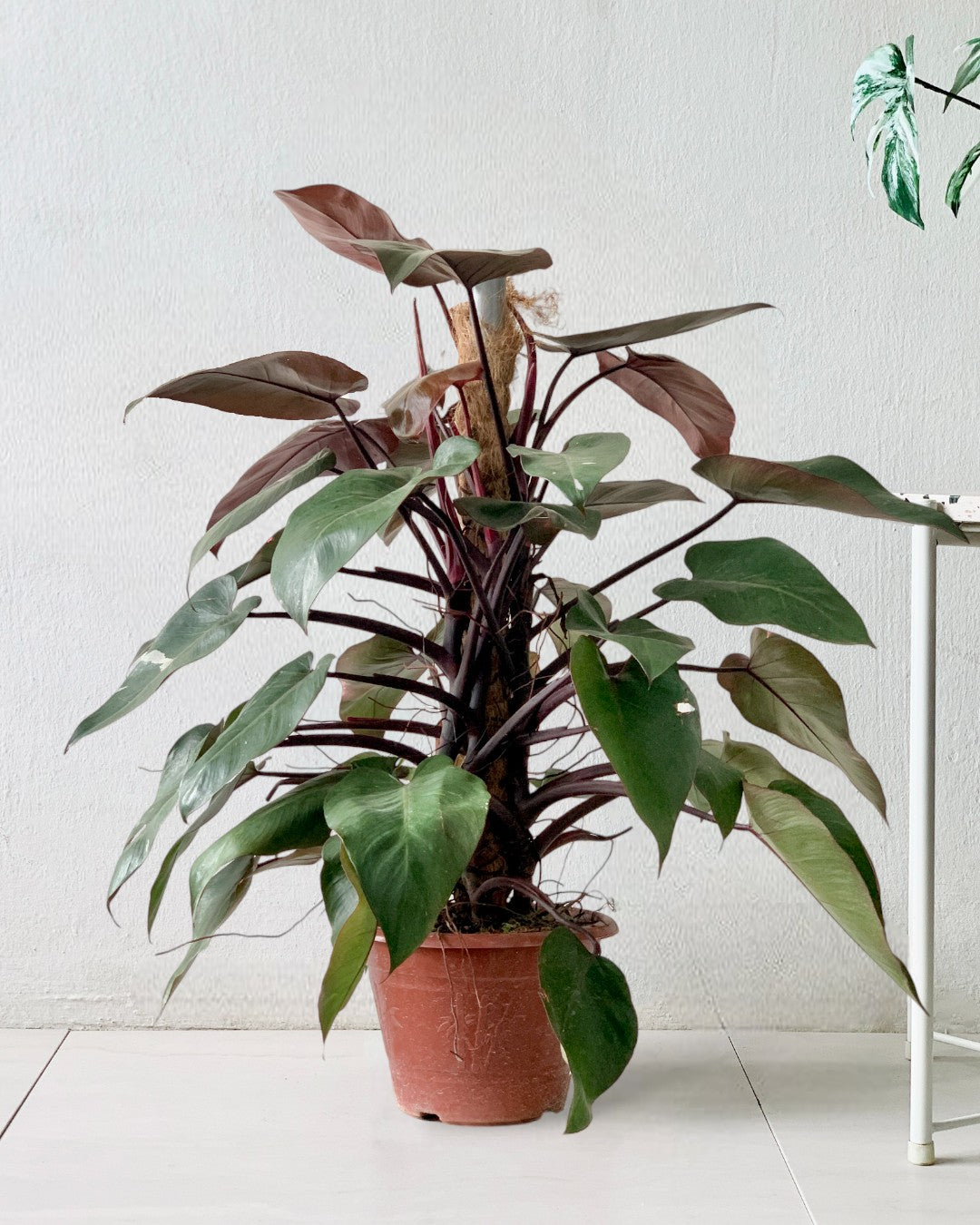 Philodendron Pink Princess (with coco stick)