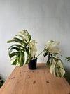Monstera Albo Variegata — Established Plant (Limited Batch)