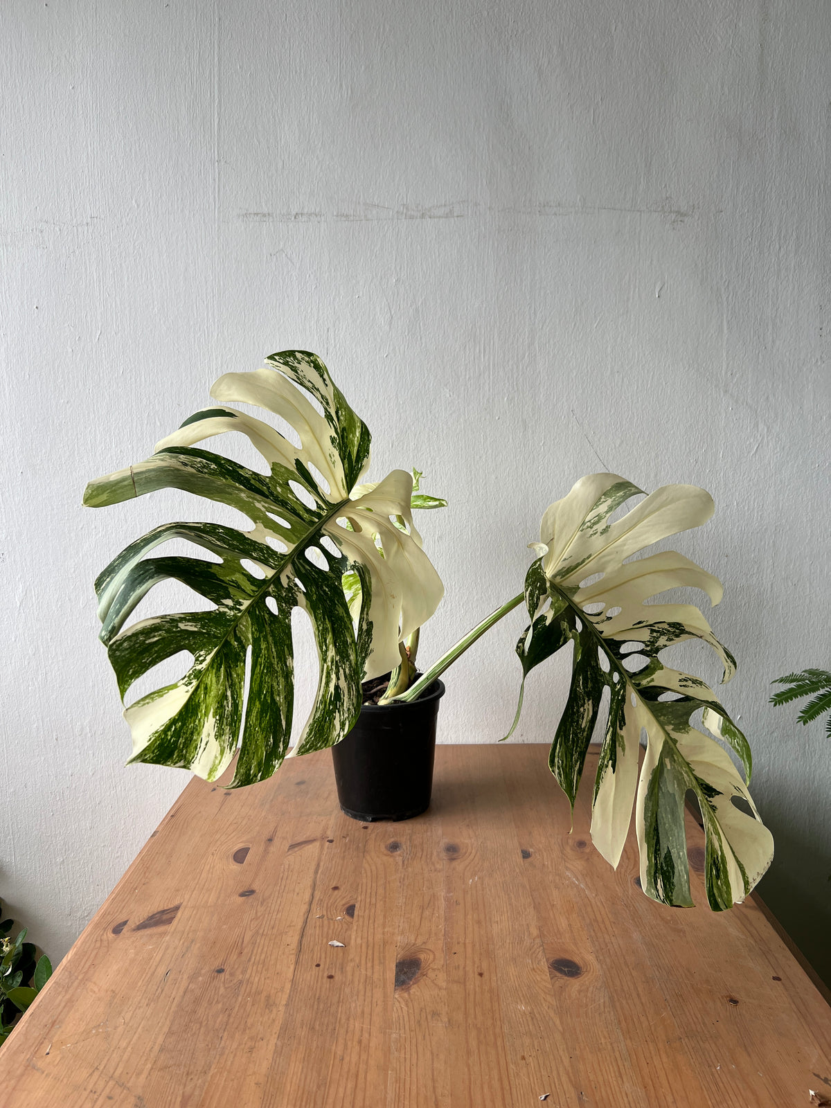 Monstera Albo Variegata — Established Plant (Limited Batch)