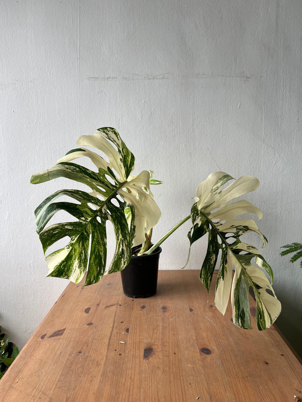 Monstera Albo Variegata — Established Plant (Limited Batch)