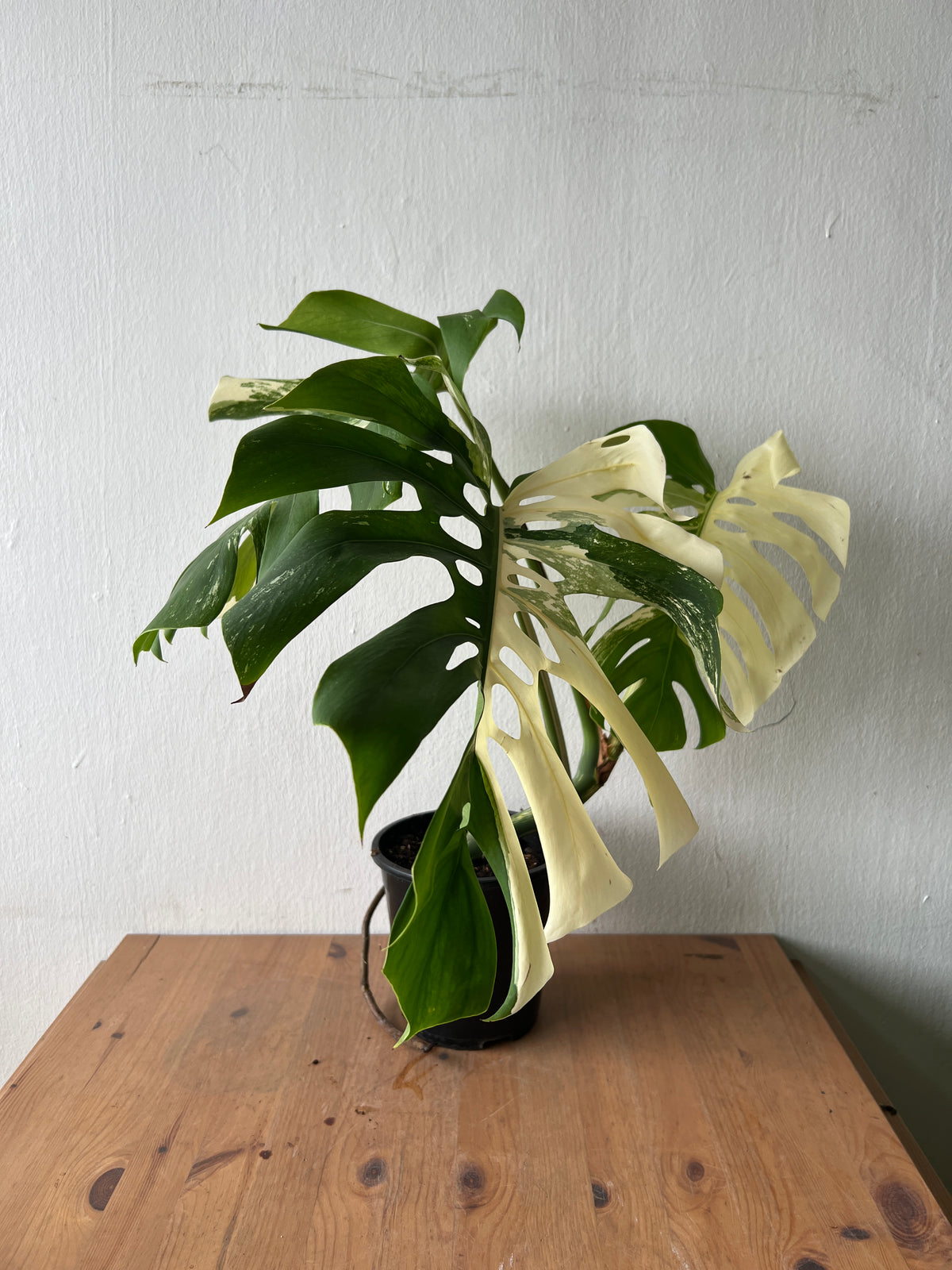 Monstera Albo Variegata — Established Plant (Limited Batch)