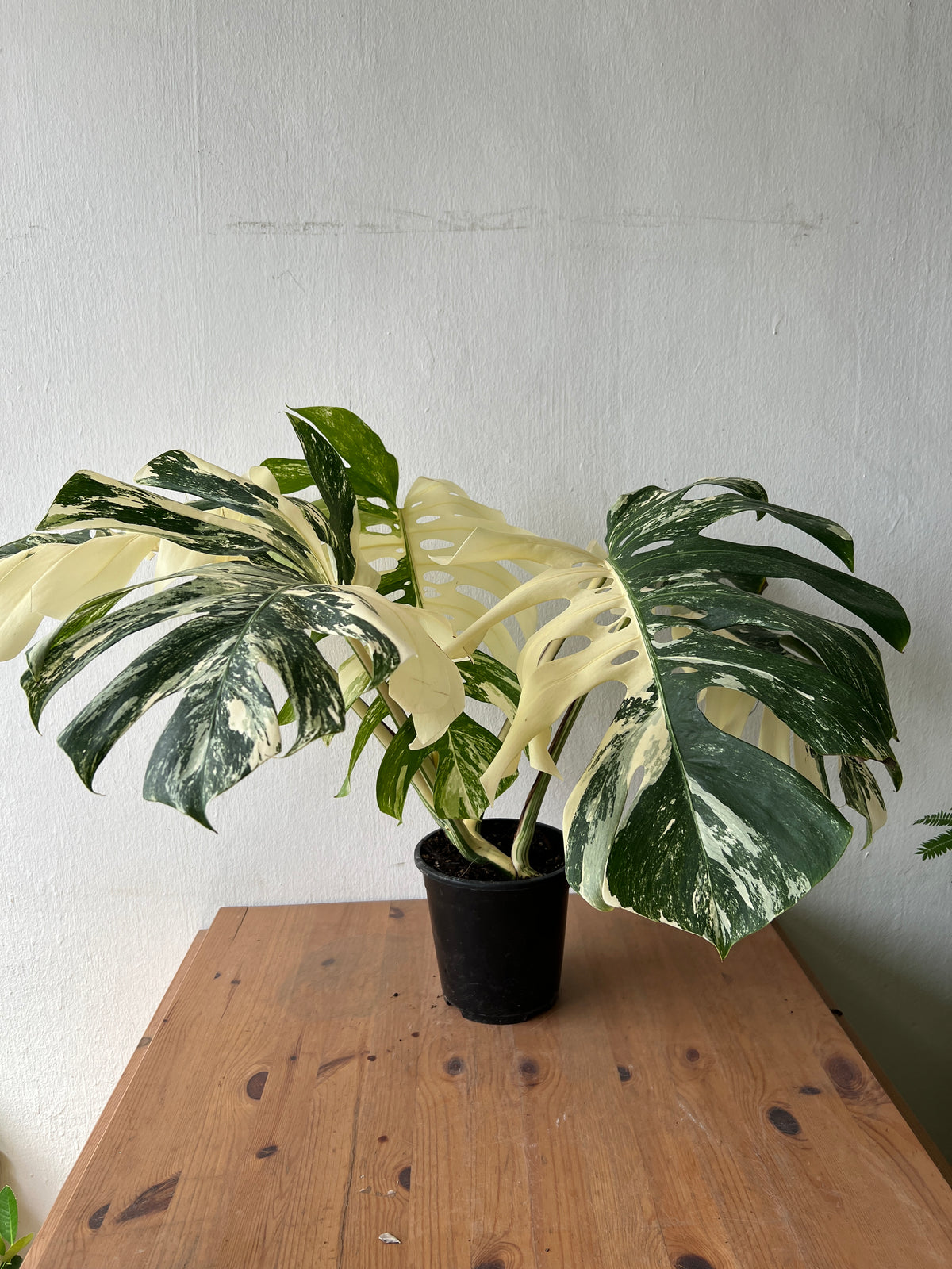 Monstera Albo Variegata — Established Plant (Limited Batch)