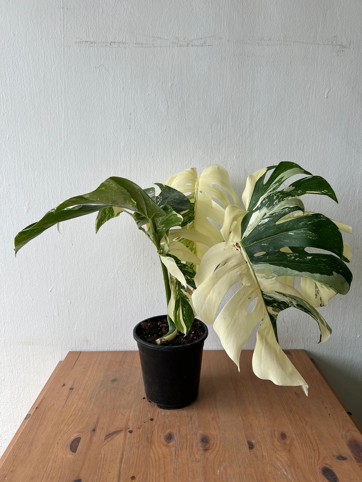 Monstera Albo Variegata — Established Plant (Limited Batch)
