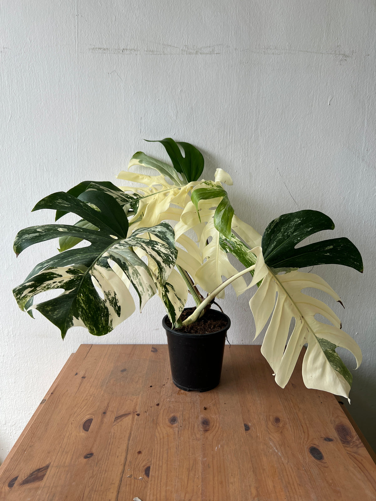 Monstera Albo Variegata — Established Plant (Limited Batch)
