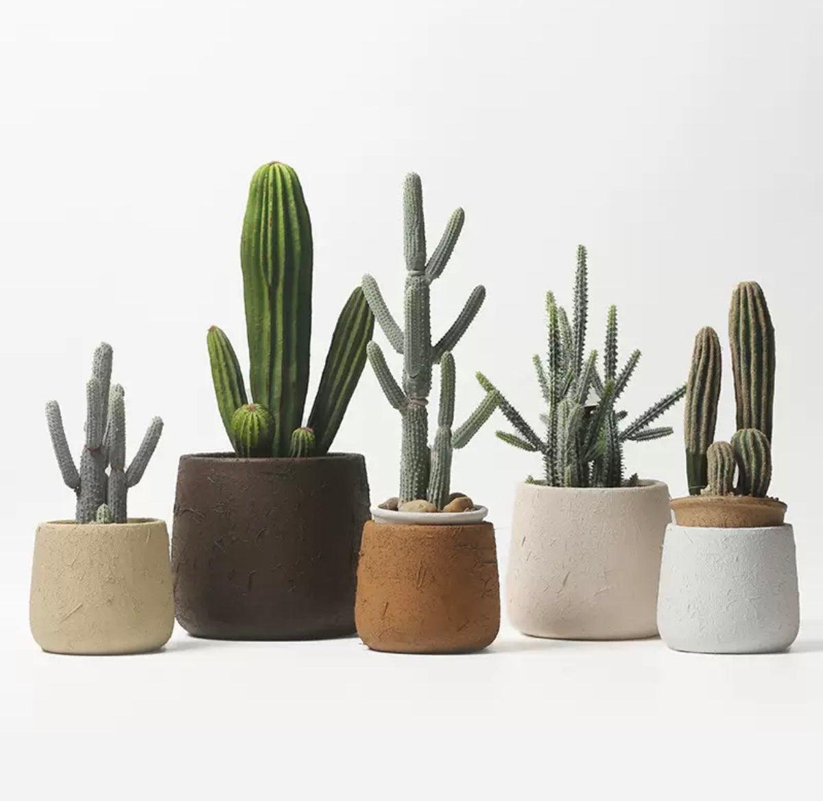 Tulip Terracotta - Small