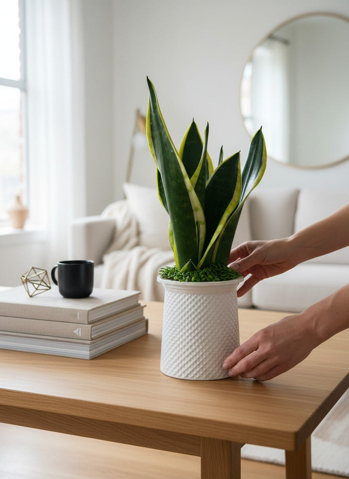 Sansevieria Trifasciata Laurentii Hydro - Self Watering (assorted)