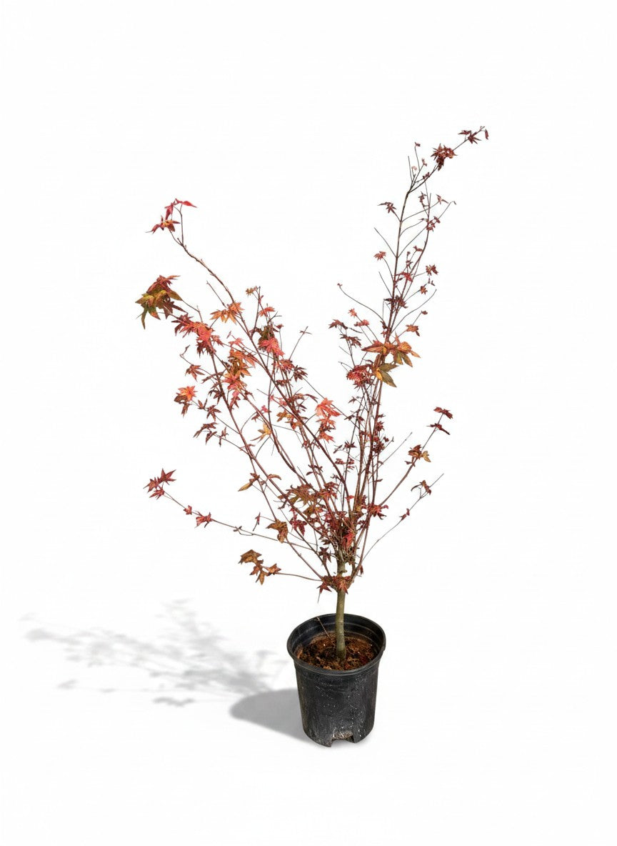 Grow Pot