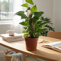Epipremnum Aureum - Money Plant Baby