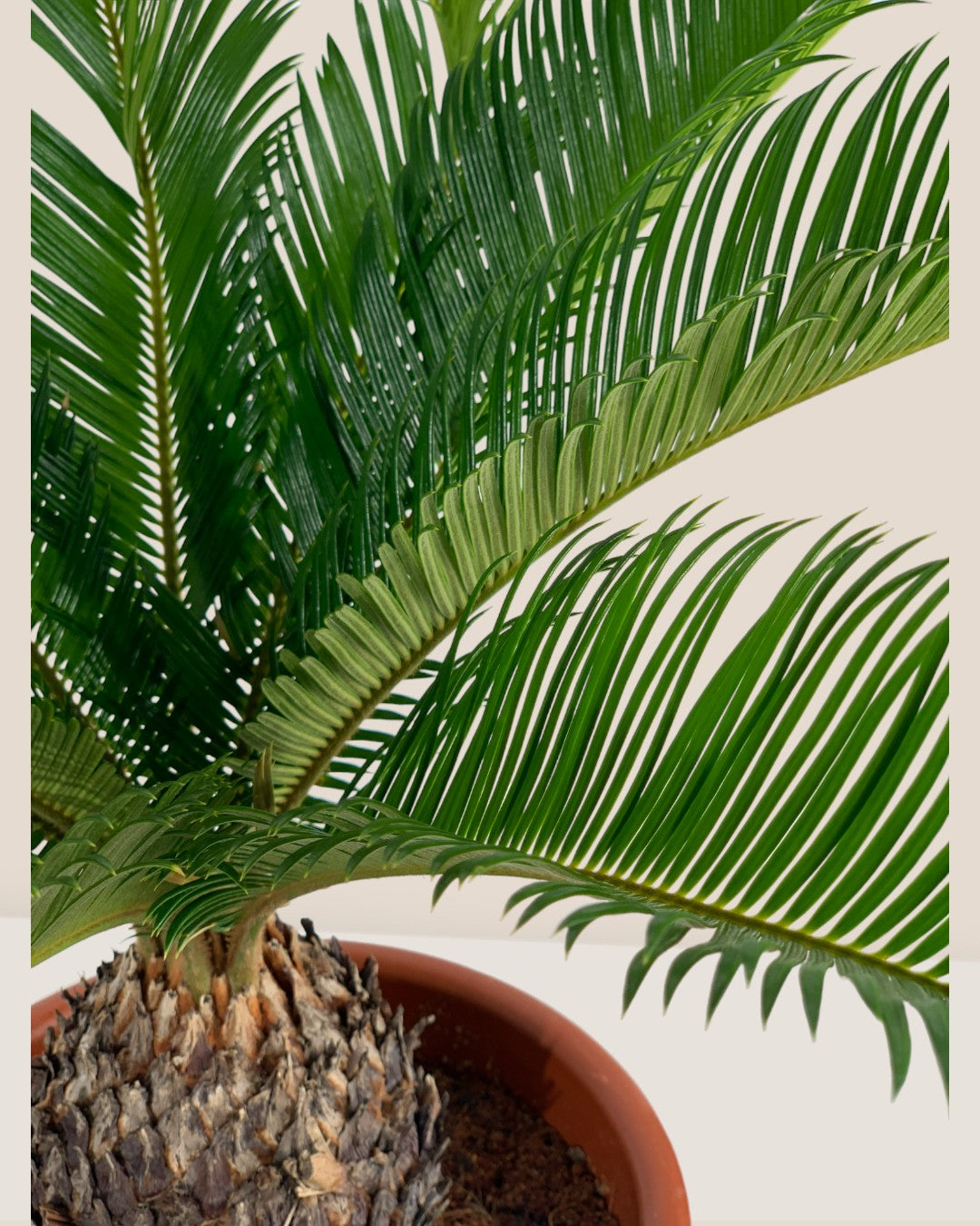 Sago Palm (0.4m)