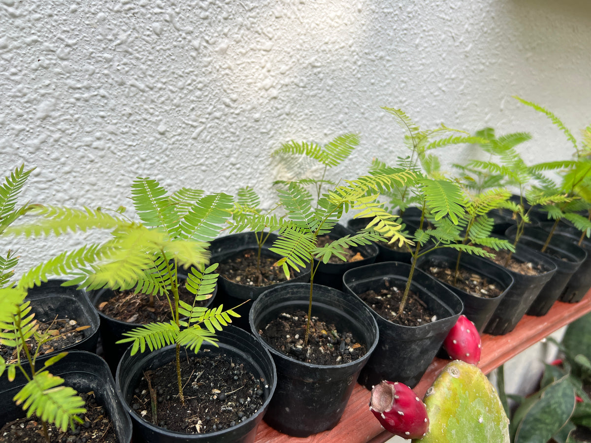 Everfresh Baby Tree - Pithecellobium Confertum (Japan)