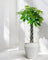 Second Chance: White Barrell Pot FREE assorted plant