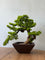 Classic Bonsai - Real-Trunk Artificial