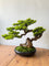 Zen Grove Bonsai - Real-Trunk Artificial