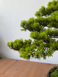 Zen Grove Bonsai - Real-Trunk Artificial