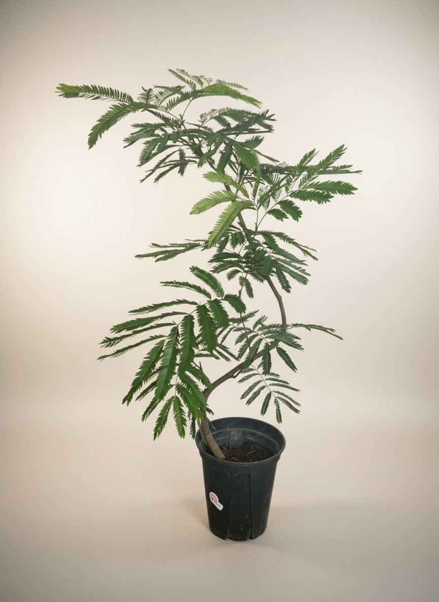 Japanese Plants - Zen Garden Collection Singapore | Tumbleweed Plants