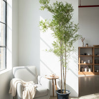 Japanese Bamboo Nigra - Japan