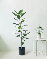 Ficus Audrey 1.2m