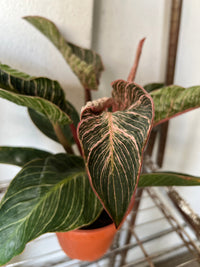 Philodendron Birkin - Pink - Potted plant -  Tumbleweed Plants