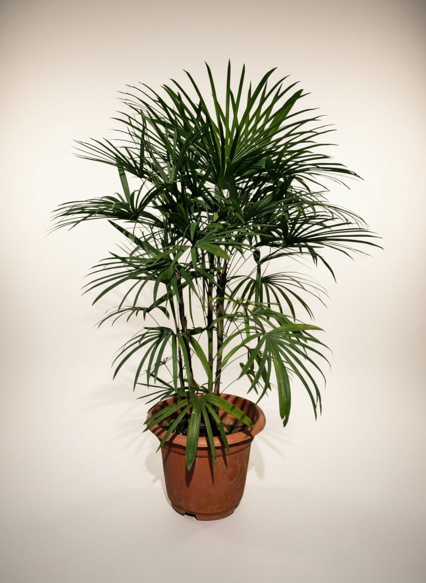 Raphis Multifida Palm