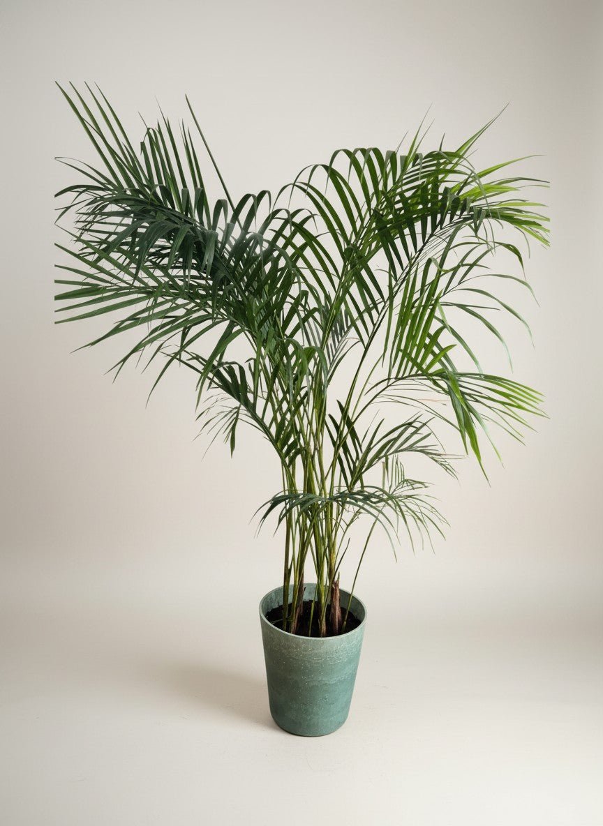 Second Chance: Rockafella~ - Second Chance - SECO-SECO-6872 - Tumbleweed Plants - Online Plant Delivery Singapore