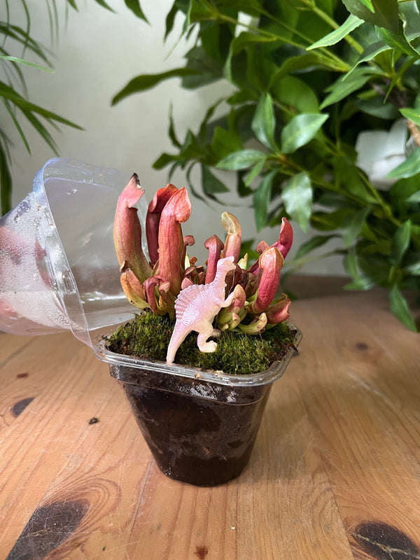 Dionaea/Pitcher - Potted plant -  Tumbleweed Plants