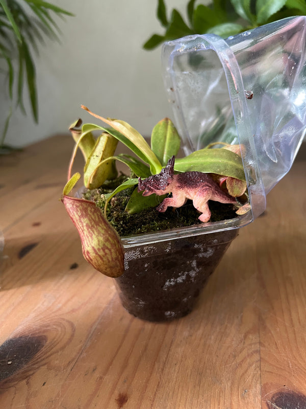 Dionaea/Pitcher - Potted plant -  Tumbleweed Plants