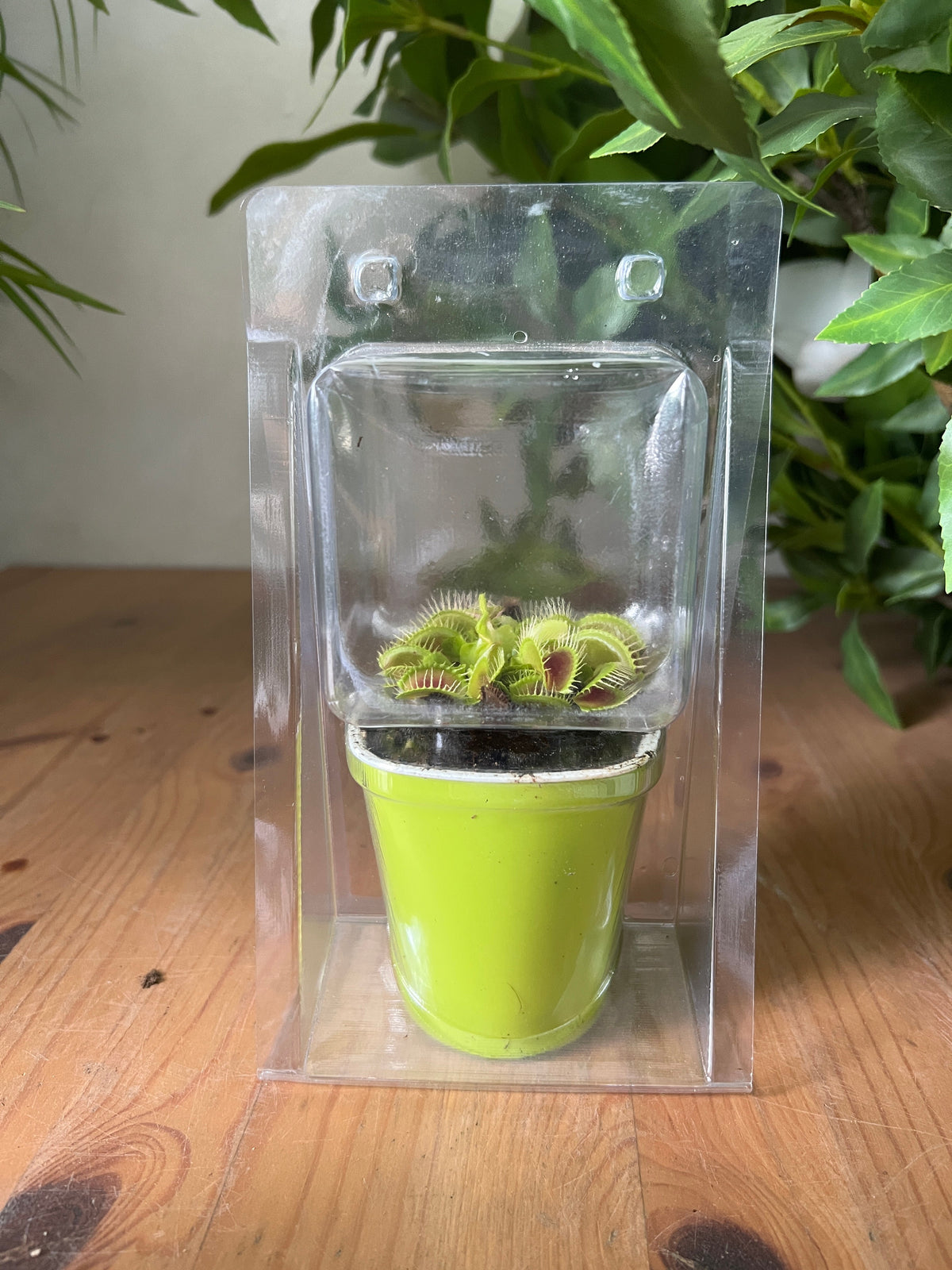 Dionaea/Pitcher - Potted plant -  Tumbleweed Plants