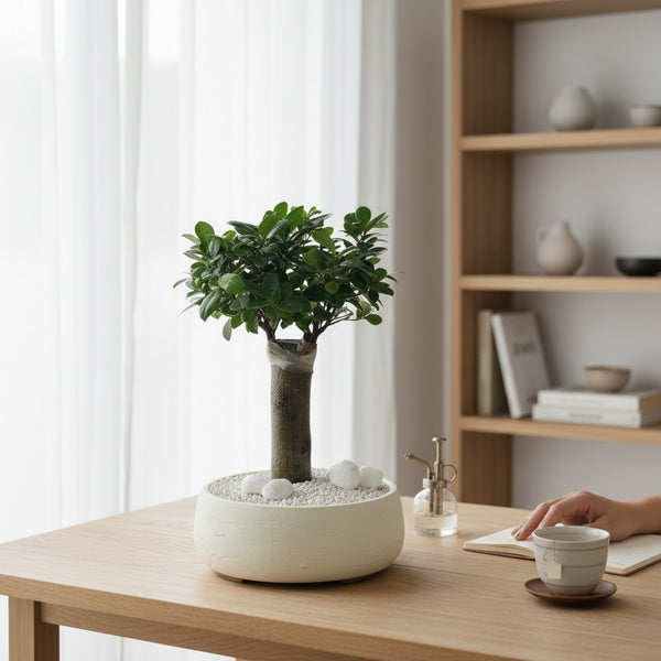 Ficus Topiary Bonsai