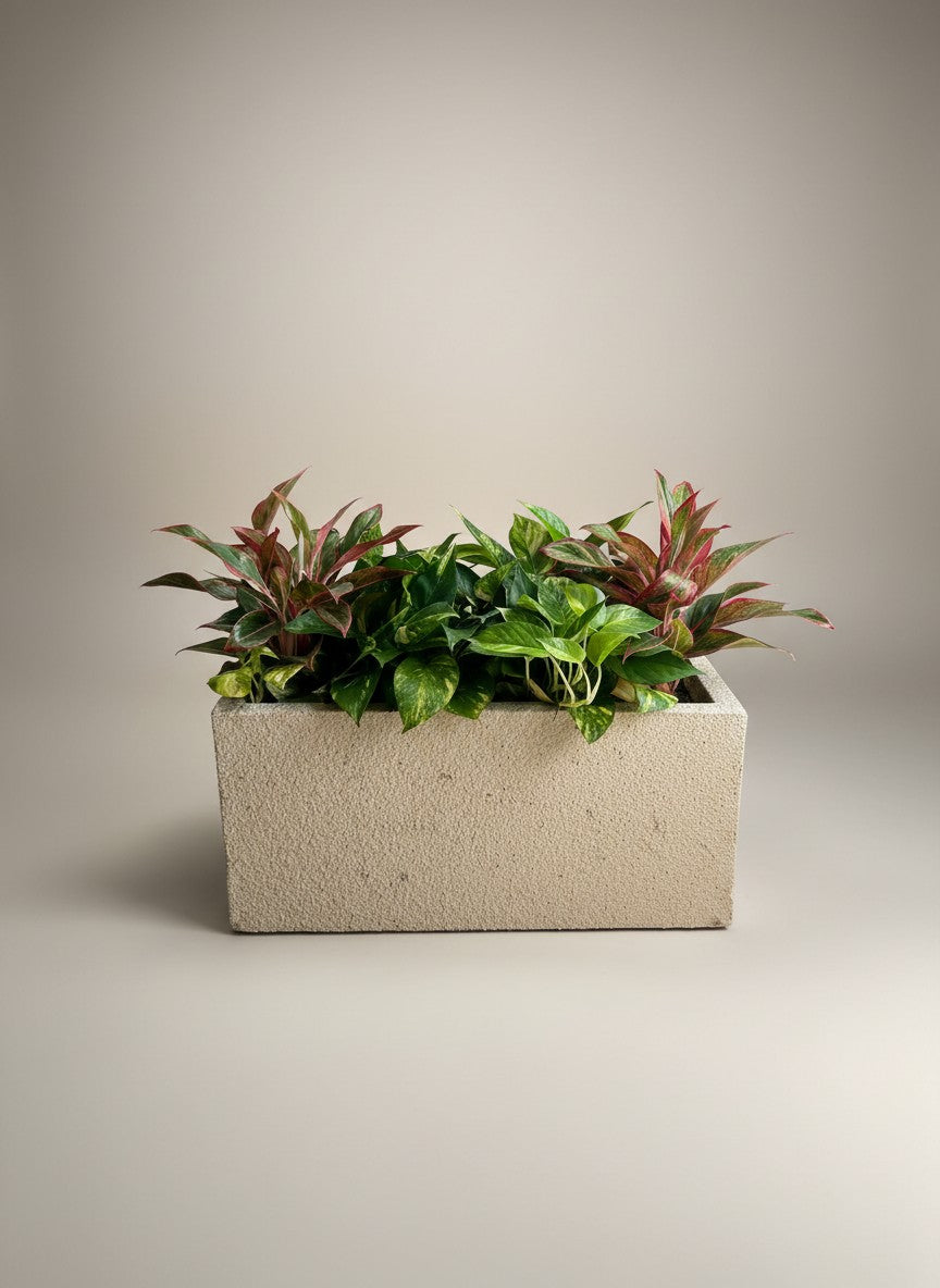 Second Chance: Songa planter box with plants