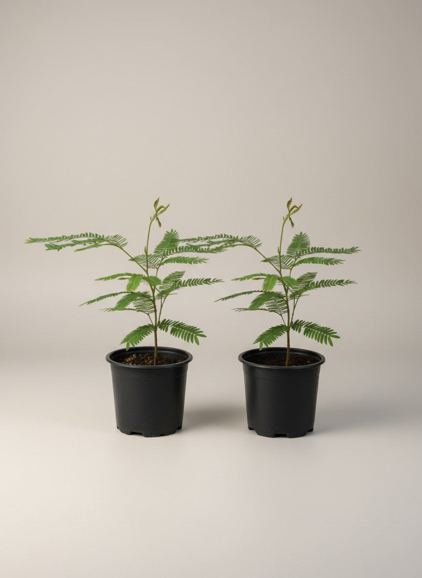 Everfresh Baby Tree - Pithecellobium Confertum (Japan)