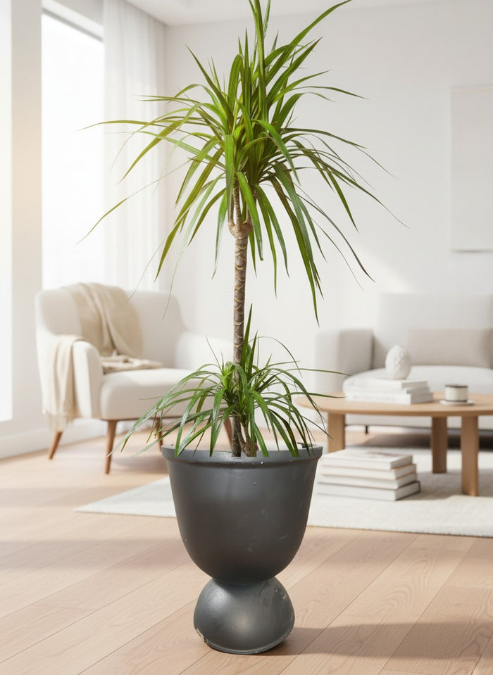Second Chance: Celavi UPSIZE with assorted FREE PLANT