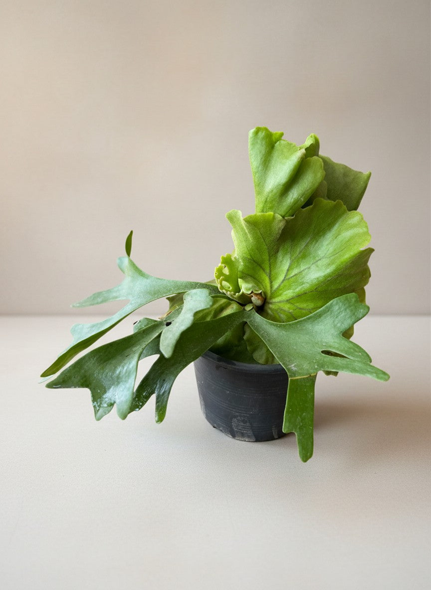 Grow Pot