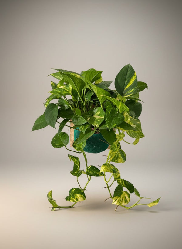 Mounted Golden Pothos