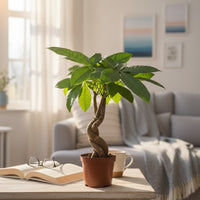 Twisty Curly Money Tree