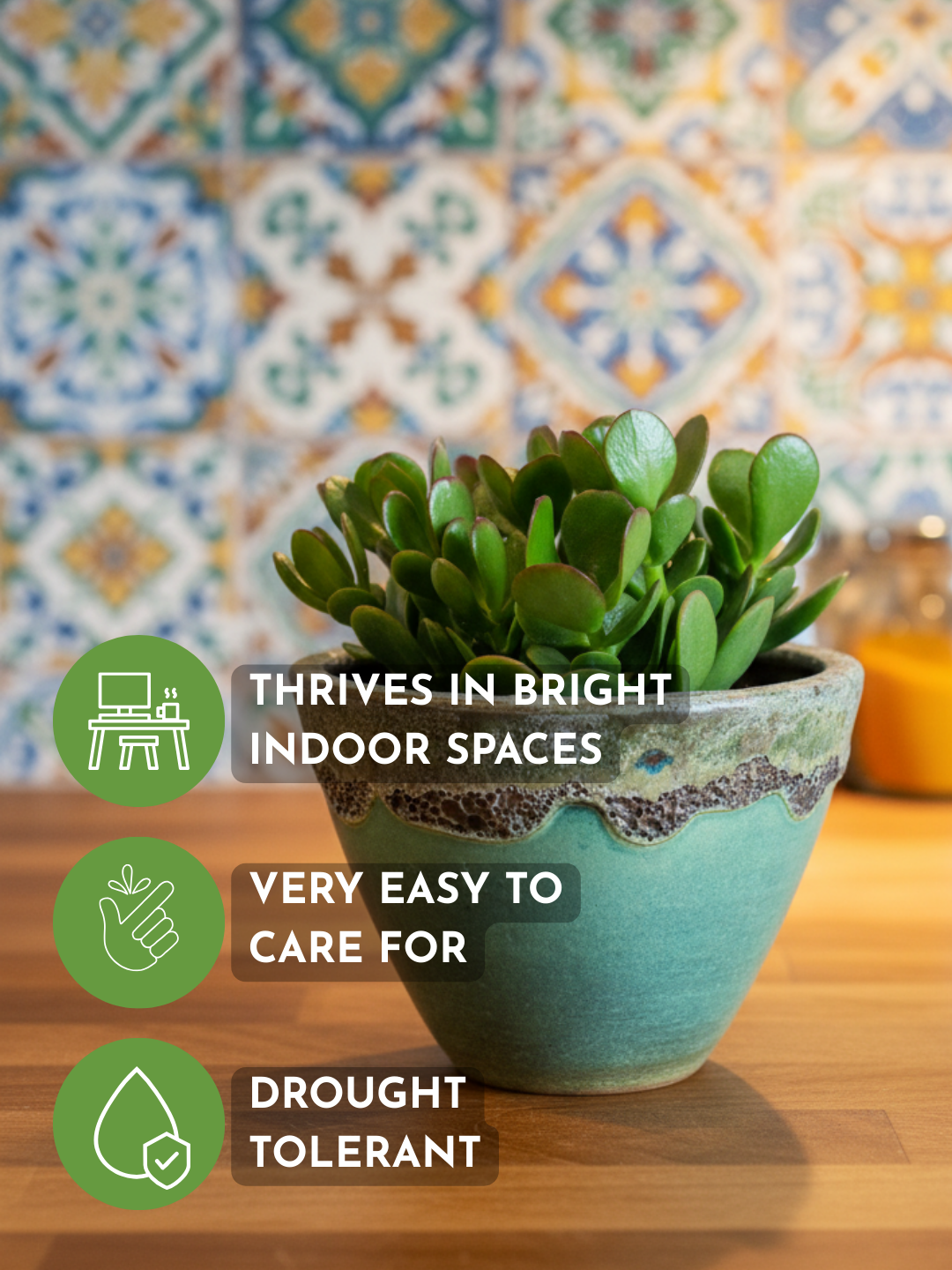 Crassula Ovata - Jade Plant