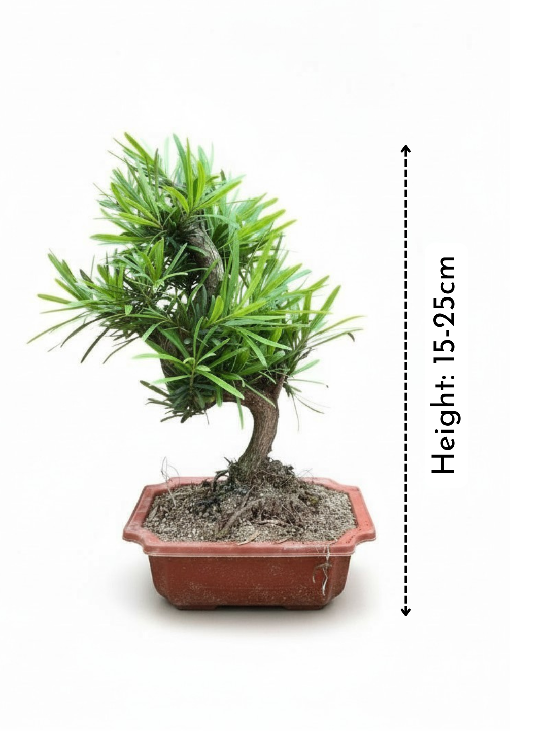 Podocarpus Macrophyllus Bonsai