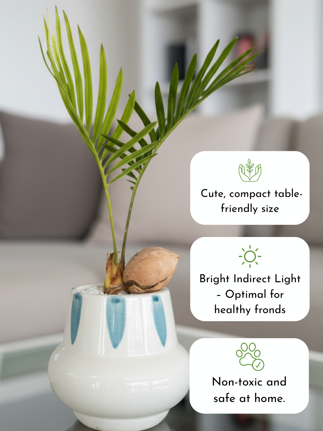 Cycas Japanese t-Cup Bonsai