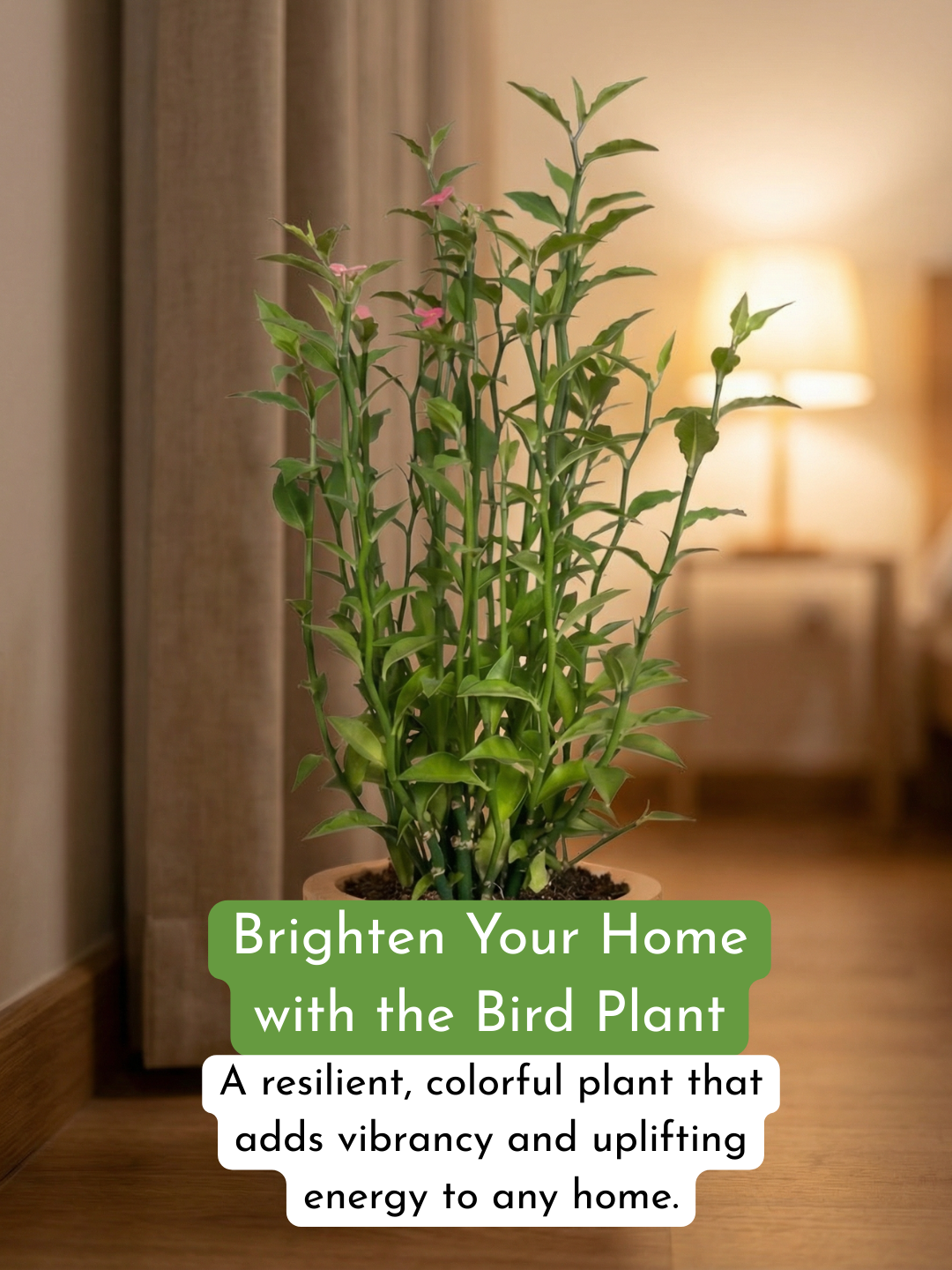 Euphorbia Milii - Bird Plant