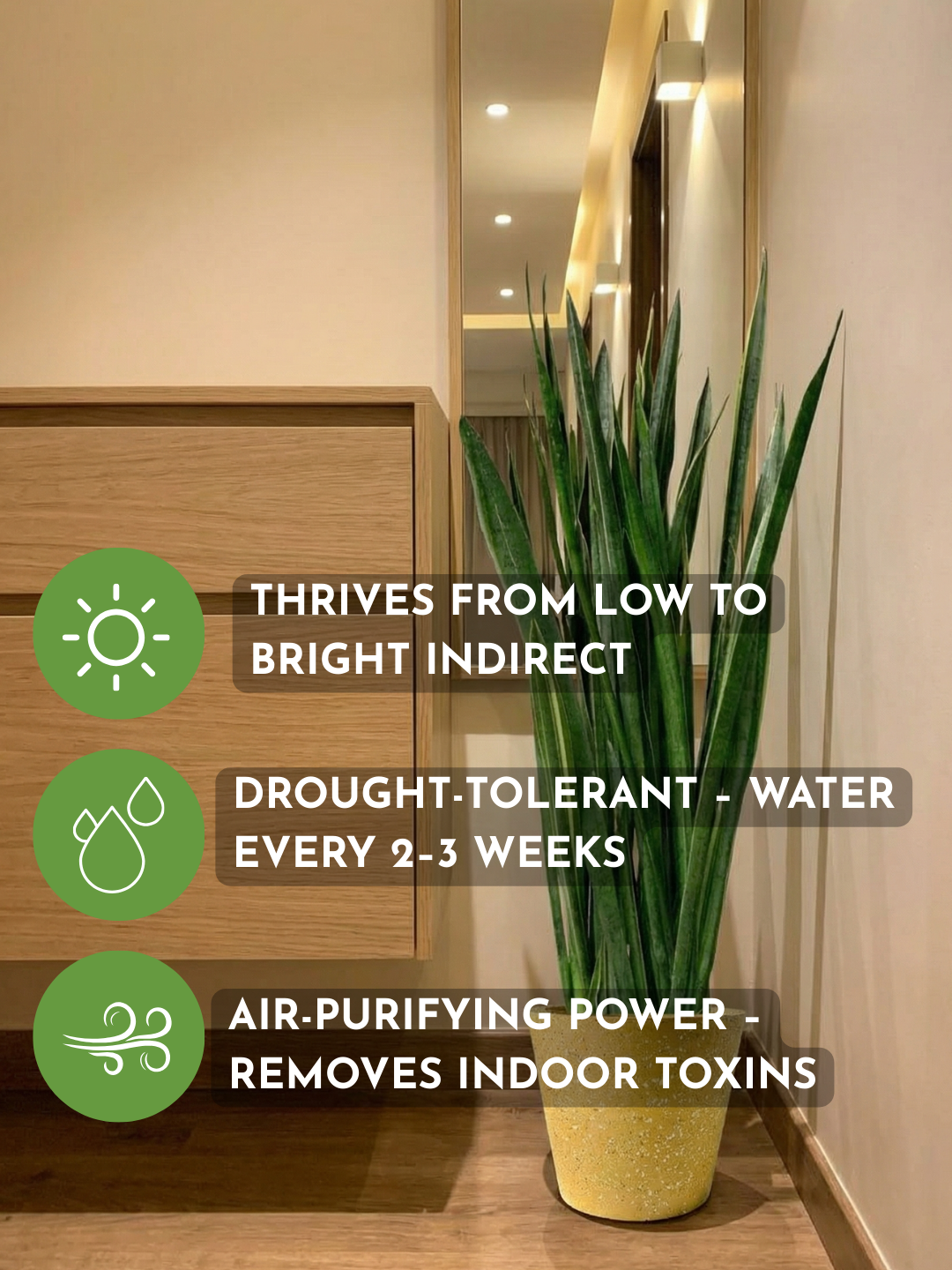 Sansevieria Black Gold