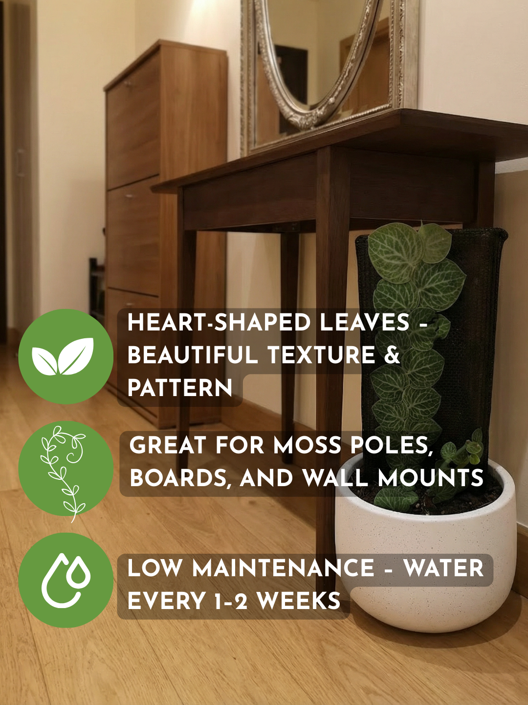 Rhaphidophora Cryptantha - Large