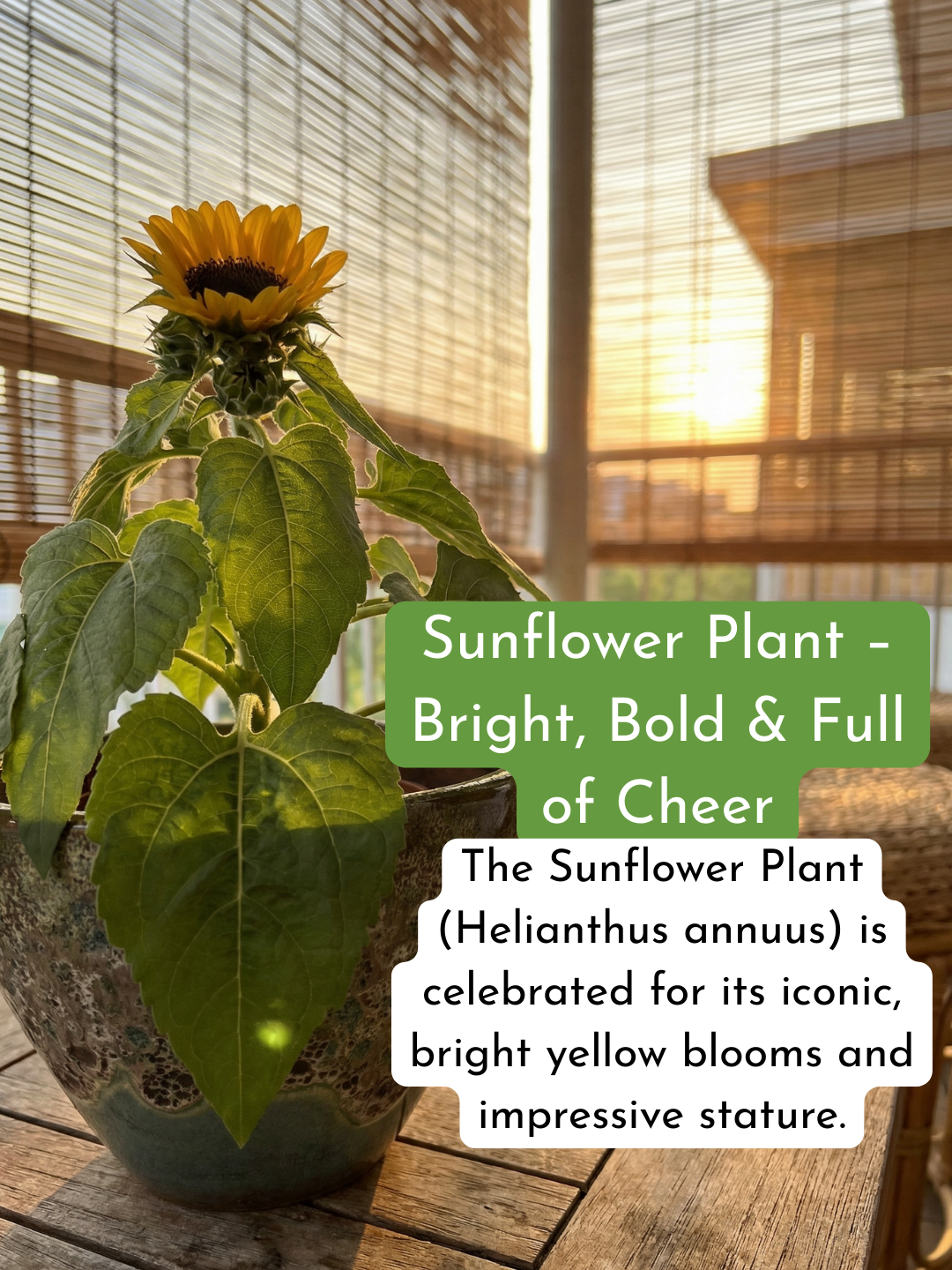 Sunflower Plant