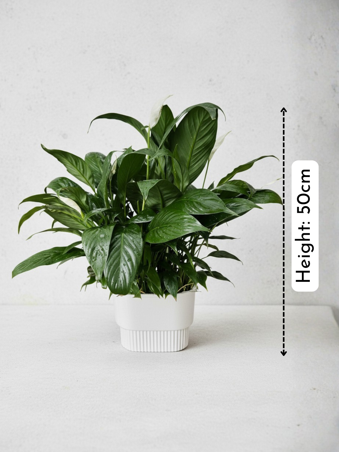 Peace Lily in Hydro - Self Watering