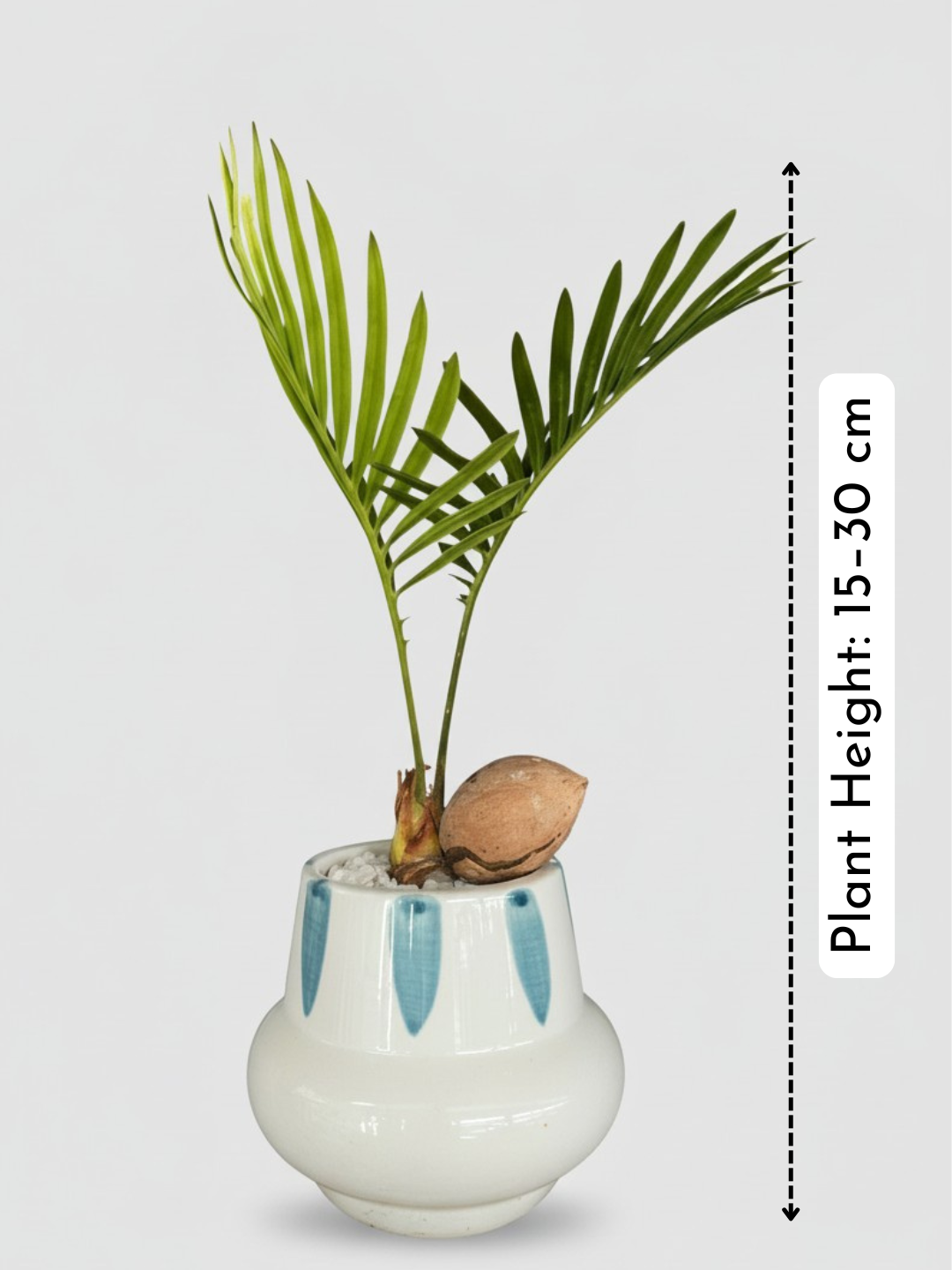 Cycas Japanese t-Cup Bonsai