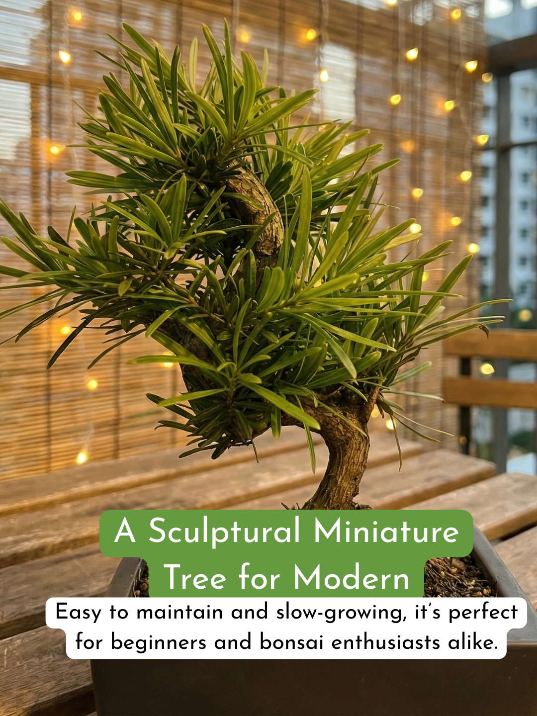 Podocarpus Macrophyllus Bonsai